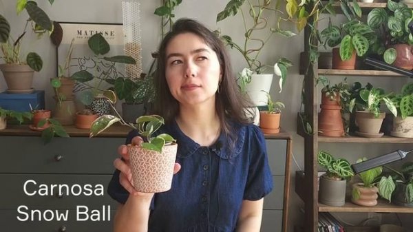 22 разные ХОЙИ / ОБЗОР всех моих хой