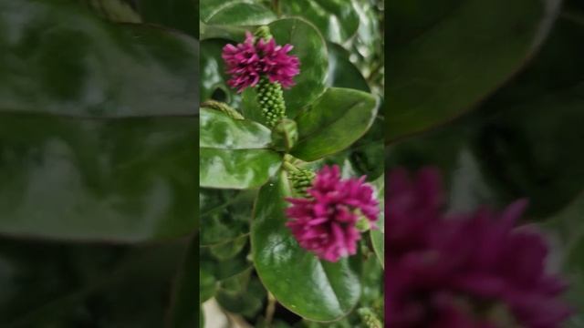 Цветет красавец Хебе. смотреть онлайн