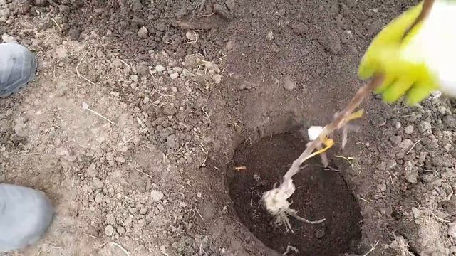 ПОСАДКА ФРУКТОВЫХ ДЕРЕВЬЕВ Секреты смотреть онлайн