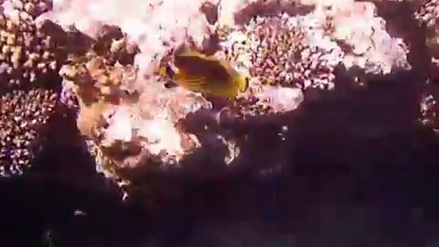 Красное море, Египет, красивые рыбки AVI смотреть онлайн