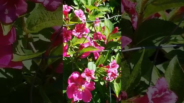 Bumble Bees on a Weigela 'Red Prince' bush! смотреть онлайн