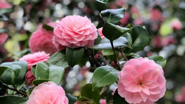 Пока жена ухаживала за больным свёкром, муж нашёл себе другую. Но как же красиво жена ему отомстила смотреть онлайн