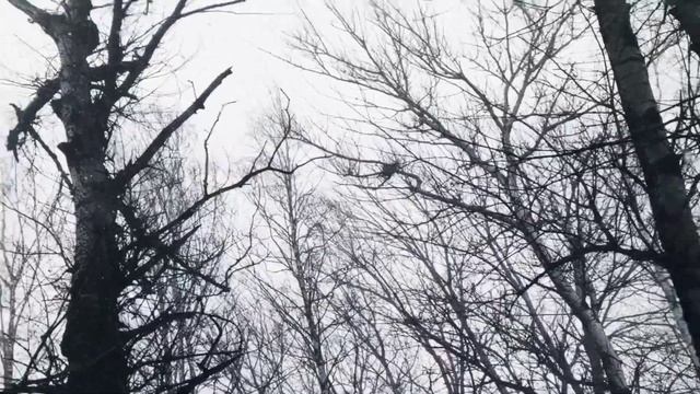 VID 20230312 024646 Без названия (Б. Пастернак)...Павел Васильев Лахтинский смотреть онлайн