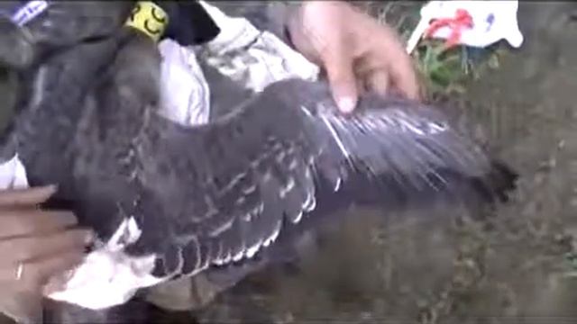 Красноселькуп.Завершение работы орнитологов. смотреть онлайн