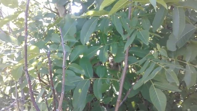 Грецкий орех в средней полосе.Самарская область - город Сызрань смотреть онлайн