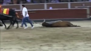 Два случая с быком самоубийцей на испанской корриде.