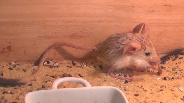 завтрак тушканчиков смотреть онлайн