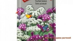 Статица обыкновенная Талисман Бело-розовый ? обзор: как сажать, семена статицы Талисман Бело-розовы