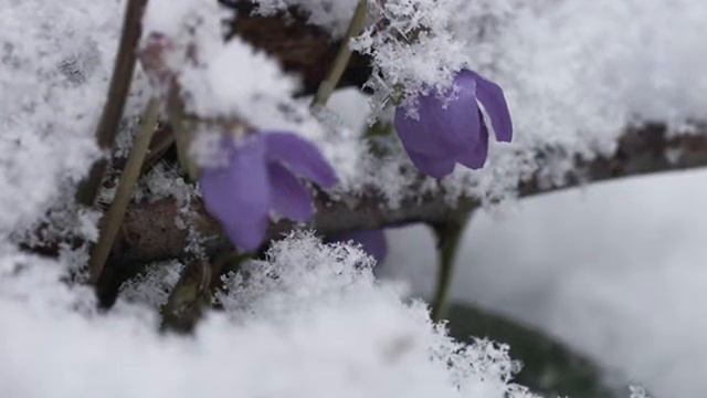 Весеннее настроение.wmv смотреть онлайн