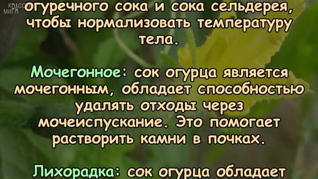 ВОТ ЭТО ДА! Вы ещё не знаете ВСЕХ ПОЛЕЗНЫХ свойств ОГУРЦА/Здоровье/Стройность/Похудение смотреть онлайн