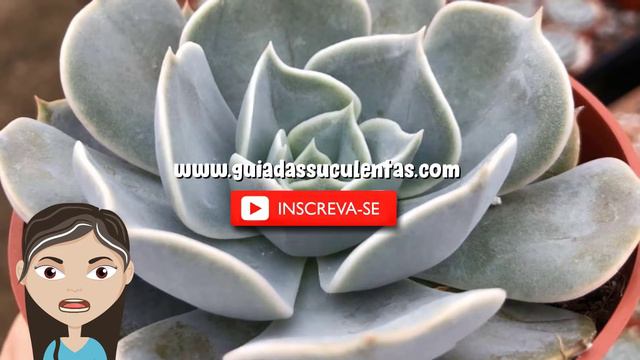 Echeveria Pollux: Guia Completo Desta Suculenta