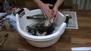 Таксидермия, изготовление чучела глухаря