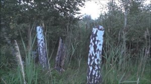 Охота на косулю. Охота на косулю с манком. 20 метров. Jagd auf ein Reh mit einem Grieß.