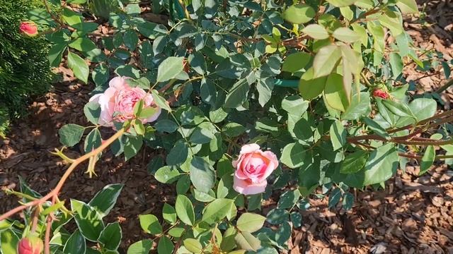 #209 Зацветают первые розы в Ленинградской области!?#Дача!? Обзор цветов!? смотреть онлайн