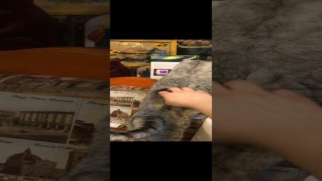 Кошка Пушка подставляет спину что бы я почесал. The cat Pusha substitutes the back for me to scratch смотреть онлайн