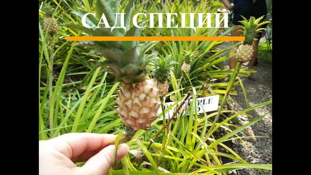 Обзор отеля Long Beach 4 Шри - Ланка смотреть онлайн