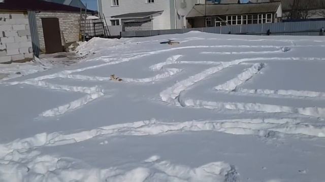 Полоса припятствий для кошек. Лабиринт из снега. смотреть онлайн
