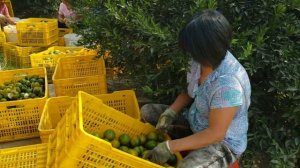 Деревня в Китае. Сбор апельсинов.