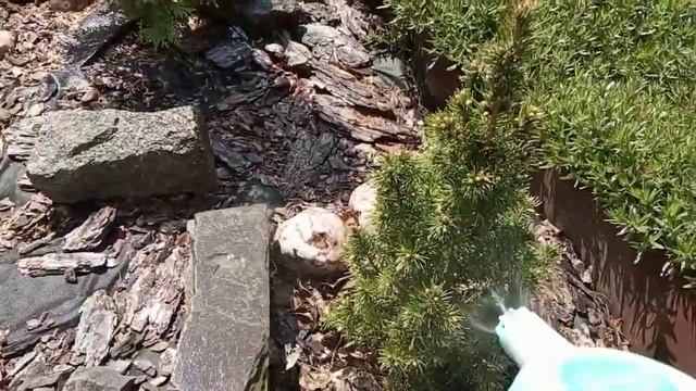 Стимулируем РОСТ хвойных растений! смотреть онлайн