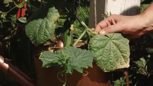 Почему у балконного огурца желтеют плоды и не развиваются