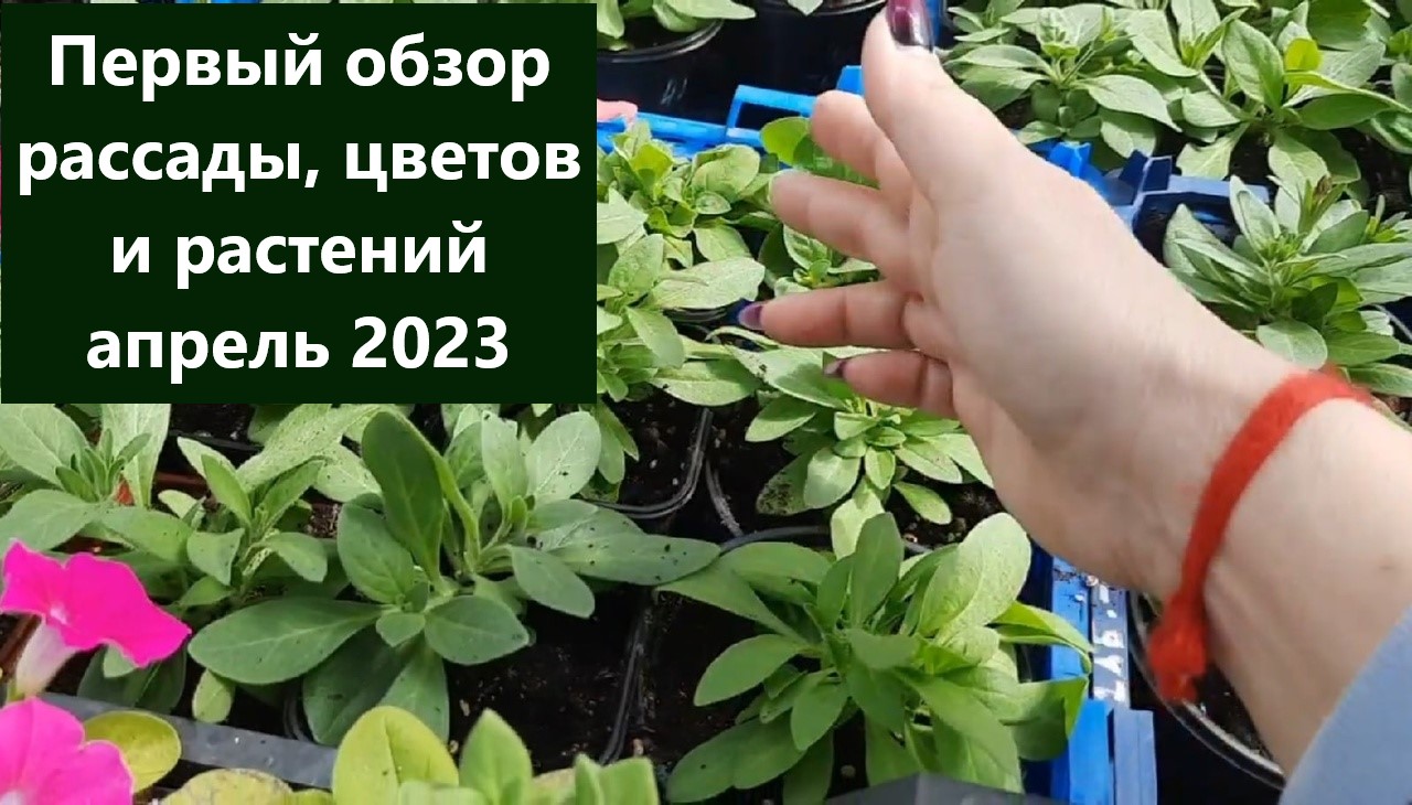 Обзор рассады цветов и растений апрель 2023. Украшаю свой сад и горшечную зону. смотреть онлайн