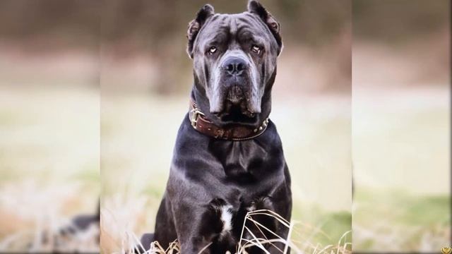 Ротвейлер против Кане Корсо. Кто победит? смотреть онлайн