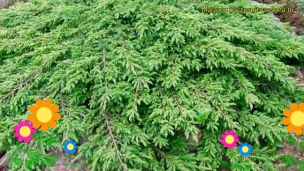 Можжевельник обыкновенный Грин карпет. Краткий обзор, описание juniperus communis Green Carpet