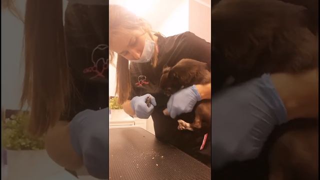 Собака не хочет стричь когти смотреть онлайн