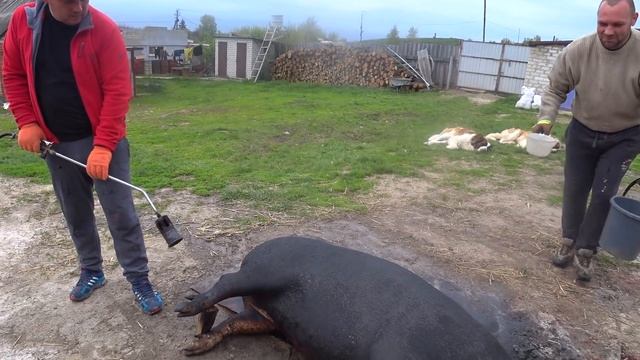 7 МЕСЯЦЕВ ВЕС 200КГ, смотреть онлайн