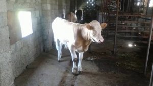 Могут ли 7мес бычки покрыть коров?#бычкинаоткроме Симменталы#бычки на племя #Дагестан#Чечня#Хасавюр