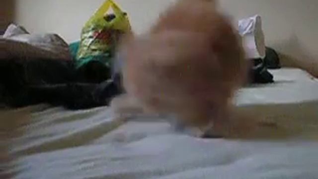 Muri playing смотреть онлайн