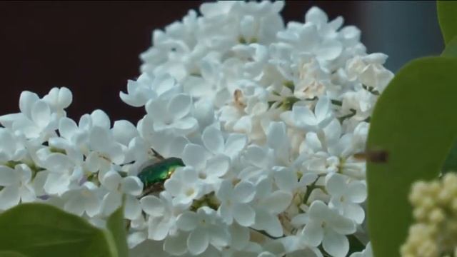 Лучшие сорта сирени.The Best Varieties Of Lilac
