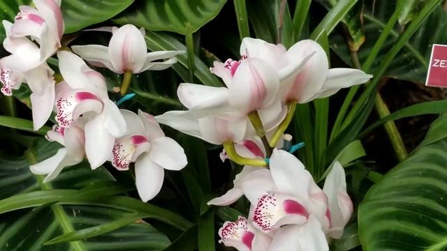 CALATHEA ZEBRINA - ZEBRA PLANT - SOUTHEAST BRAZIL MARANTACEAE
