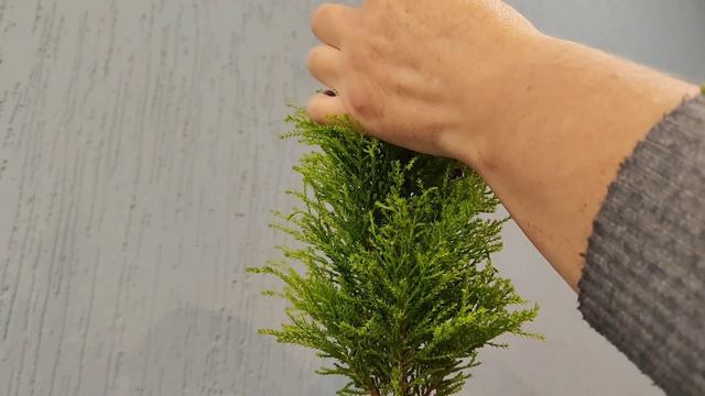 стрижка Кипарисовика (шарик на ножке)! смотреть онлайн