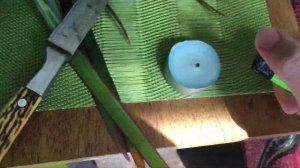 Как правильно обрезать взрослую ДРАЦЕНУ - ч.1