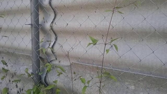 02 июня 2018 Клематисы. Начало цветения. смотреть онлайн