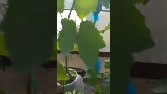 с чего начинается виноград.. 15.07.2021 смотреть онлайн