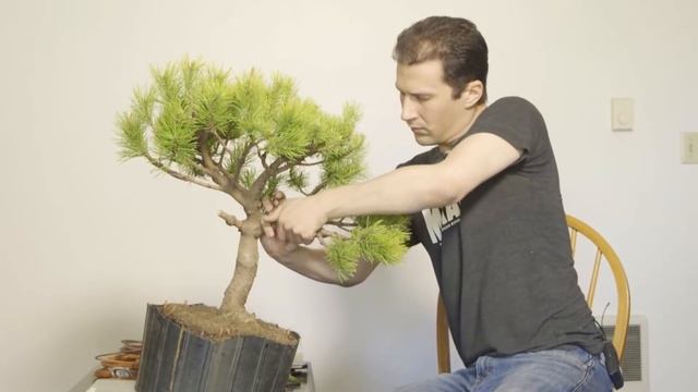 Bonsai Professional Reacts to Beginner смотреть онлайн