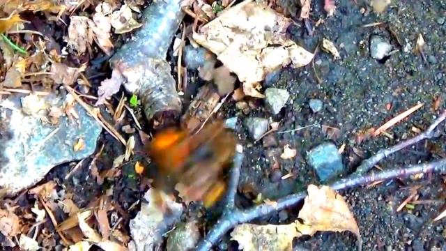 Шершень Обыкновенный VS Шершень Analis смотреть онлайн