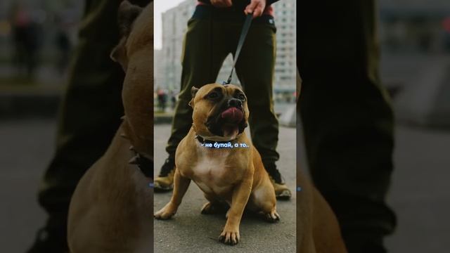 Одна из самых опасных собак на нашей Планете! Фотосессия для стеснительного Питбуля ? смотреть онлайн