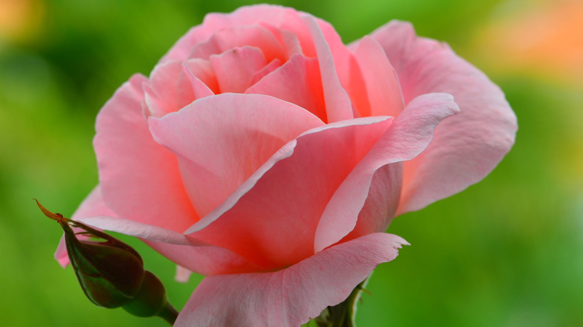 "РОЗА". Самый красивый цветок. смотреть онлайн