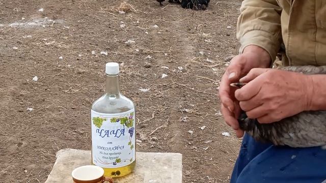 БОЛЕЗНИ КУР И МЕТОД ИХ ЛЕЧЕНИЯ | ВЯЛАЯ И МАЛОПОДВИЖНАЯ КУРИЦА смотреть онлайн