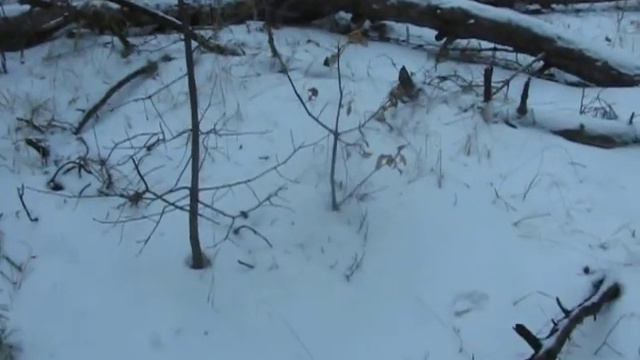 Зачем люди сажали лес?.. смотреть онлайн
