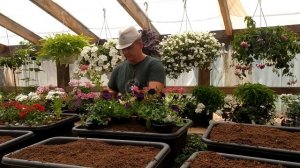 Контейнерное озеленение. Петуния, бакопа, вербена.