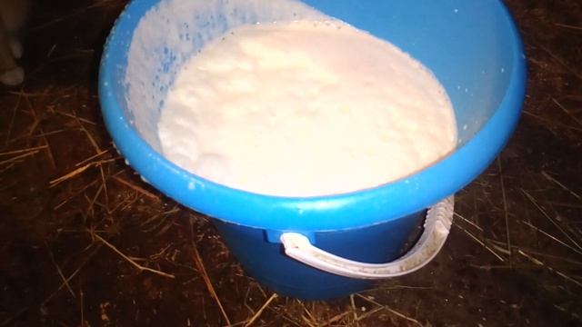 Отёл коровы Малышки Кто родился Многодетная семья в селе смотреть онлайн