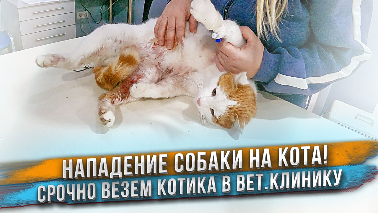 Наша собака напала на нашего кота! Насколько серьезные травмы? Будет жить? смотреть онлайн