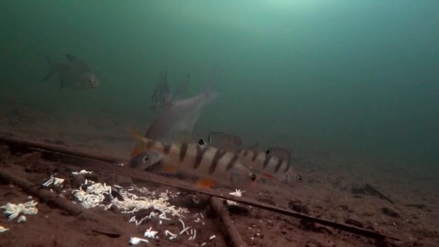 Яичная лапша ТВОРИТ ЧУДЕСА! Лещ, окунь, плотва. Подводная съемка смотреть онлайн