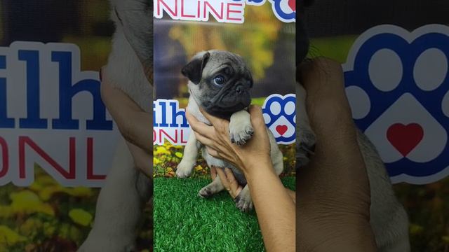 FILHOTES PUG MACHO FILHOTES DISPONÍVEL VENDA BH MG #pugs смотреть онлайн