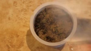 Примула Малакоидес для дома и сада. Очень красивая! Тонкости посева и выращивания рассады дома.