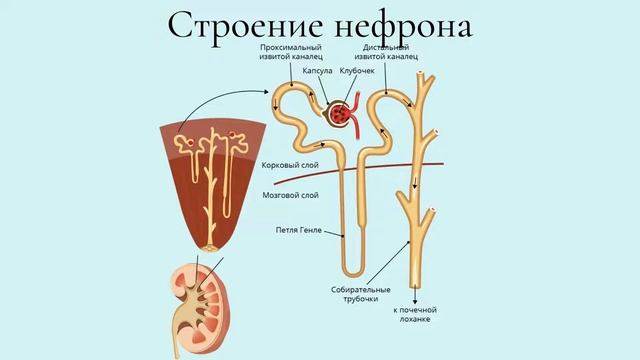 Строение и функции почек смотреть онлайн